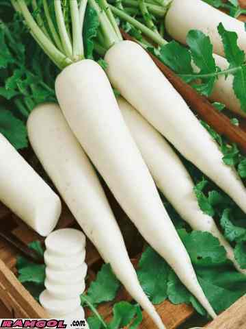 فروش بذر ترب سفید هویجی